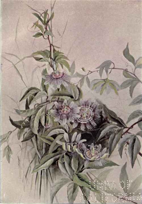Passion Flower Passiflora incarnata 216