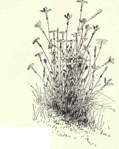 Purple Spiked Loosestrife Lythrum Salicaria 113
