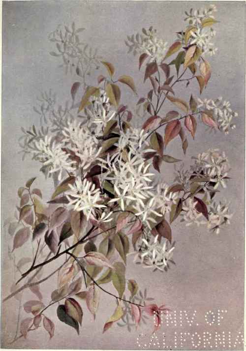 Shad Bush June Berry Service Berry Amelanchier Can 209