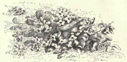 Trailing Arbutus Mayflower Ground Laurel Epigaea r 181