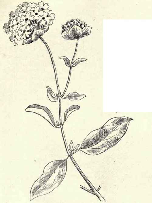 Twin Flower Linnaea borealis 176