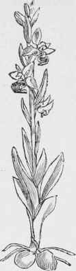 Ophrys Apifera