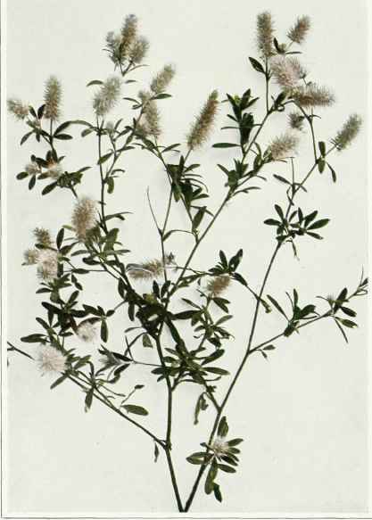 A. Rabbit Foot, Old Field Or Stone Clover