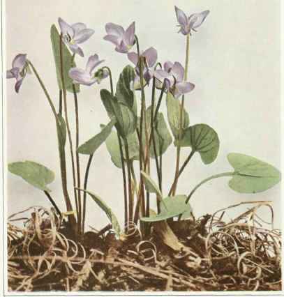 A. Triangle Leaved Violet
