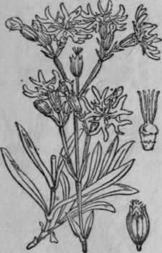 106. Ragged Robin.
