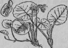 127. Marsh Violet.