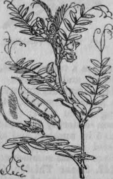 144. Bush Vetch.
