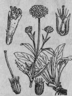 166. Devil's bit Scabious.