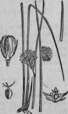 182. Common Rush.