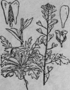 22. Shepherd's Purse.