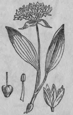 42. Ramsons, Wild Garlic.