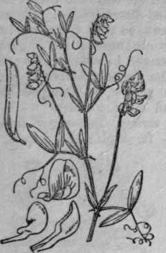 76. Meadow Vetchling.