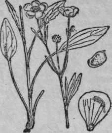 91. Lesser Spearwort.