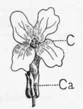 A Complete Flower