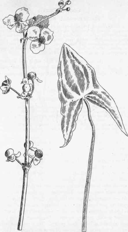 Arrow Head.   S. variabilis