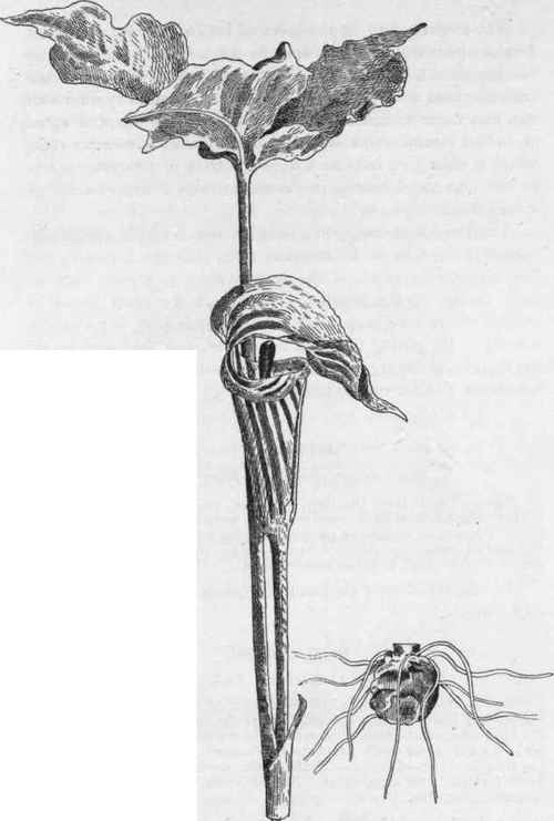 Com. Jack In The Pulpit. A. triphyllum.