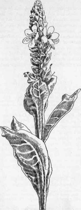 Common Mullein.   V. Thapsus