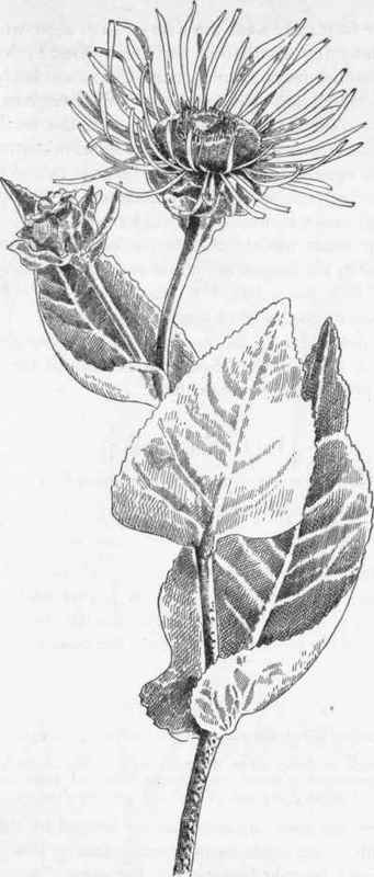 Elecampane. /. Selenium
