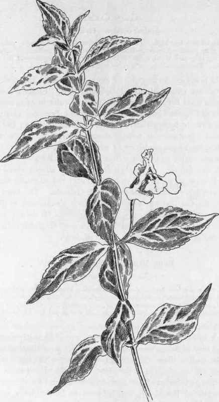 Monkey Flower. M. ringens