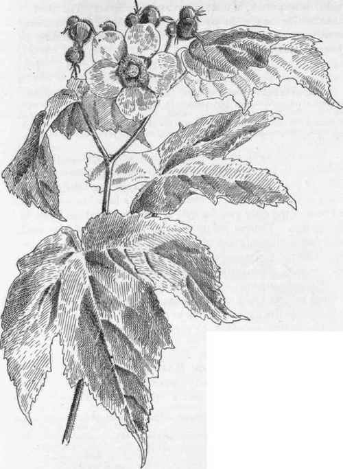 Purple Flowering Raspberry. R. odoratus.