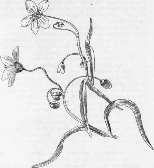 Spring Beauty., Virginica