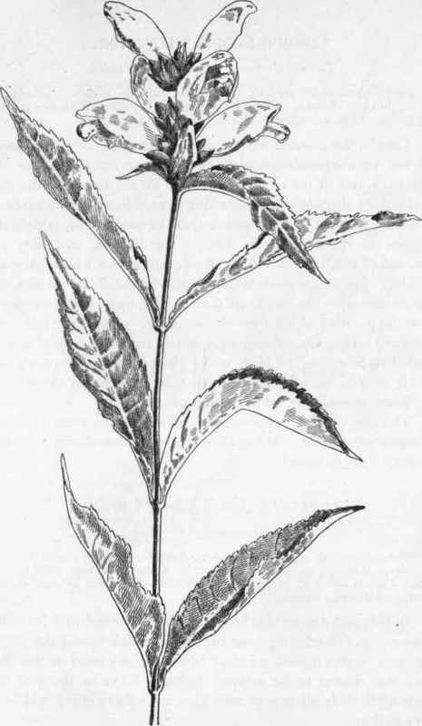 Turtle Head. C. glabra