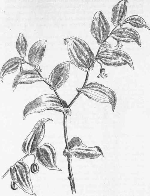 Twisted Stalk