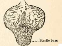 Section of Lycoperdon (diagrammatic)
