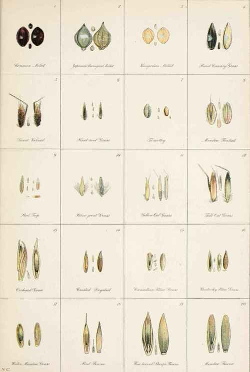 Barnyard Millet Panicum Crus Galli L Barnyard Gras 33