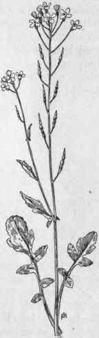 Fig. 127.   Wild Radish (Raphanus Raphanistrum). X 1/4.