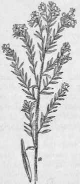 Fig. 237. Viper's Bugloss (Echium vulgare). X 1/4.
