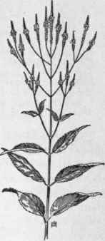 Fig. 238.   Blue Vervain (Verbena hastata).