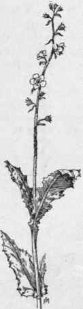 Fig. 263.   Moth Mullein (Verbascum Blattaria). X 1/4.