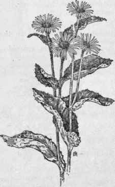 Fig. 311.   Elecampane (Inula Helenium). X 1/8.
