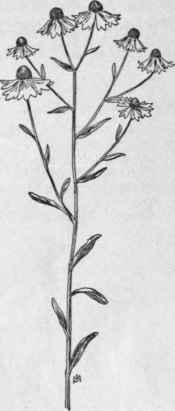 Fig. 335.   Purple headed Sneezeweed (Helenium nudiflorum.) X 1/4.
