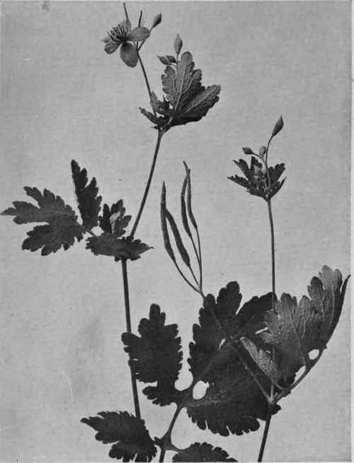Celandine.