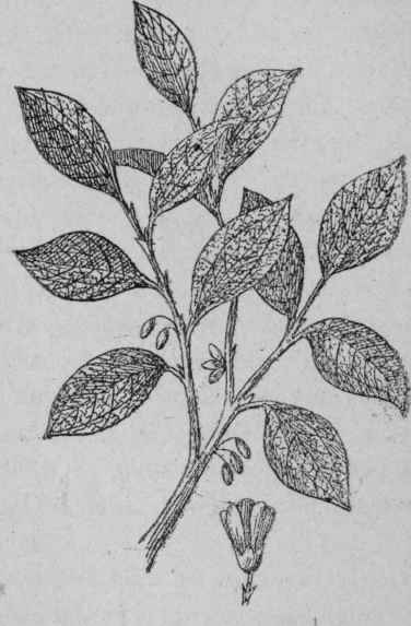 Of the Coca