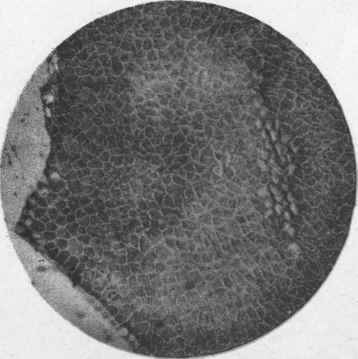 Wheat Bran X55