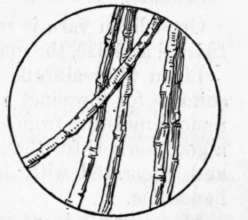 Fig. 58