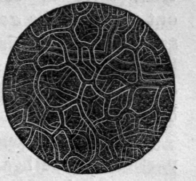 Fig. 31.