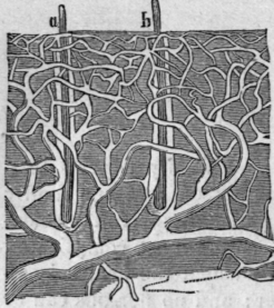 Fig. 56