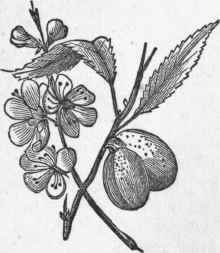 Almond.