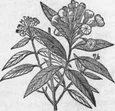 Cloves.