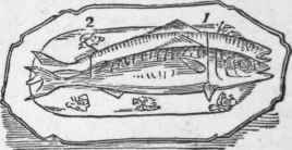 Mackerel