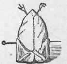 Pigeon, back.