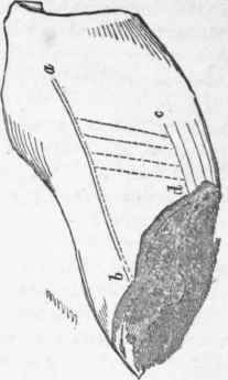Saddle of Mutton.