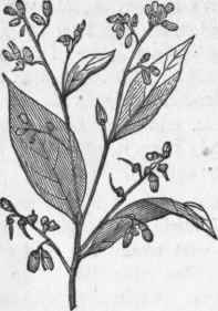 Styrax Benzoin.