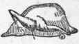 Trussing And Carving 67