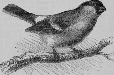 Bullfinch.