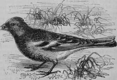 Chaffinch.